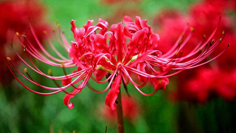 hình nền hoa bỉ ngạn QHD đẹp