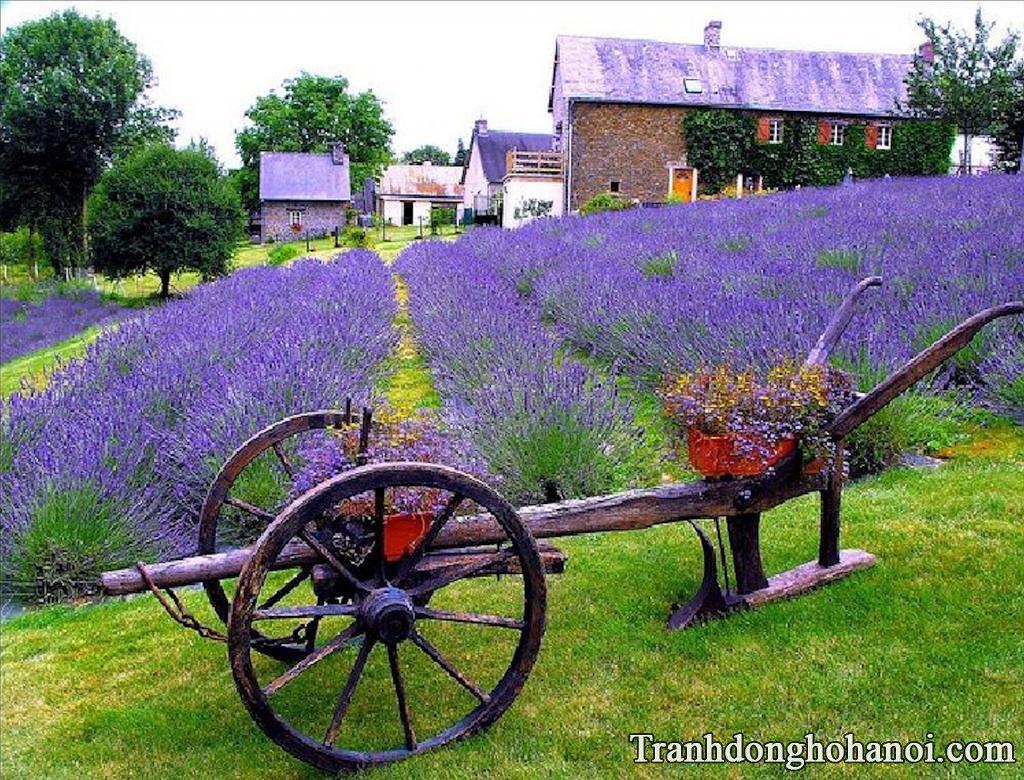 Hình nền máy tính hoa lavender