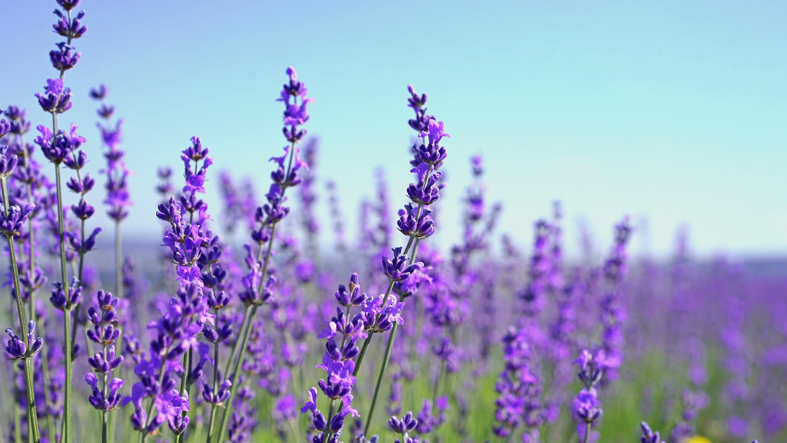 Hình nền máy tính hoa lavender