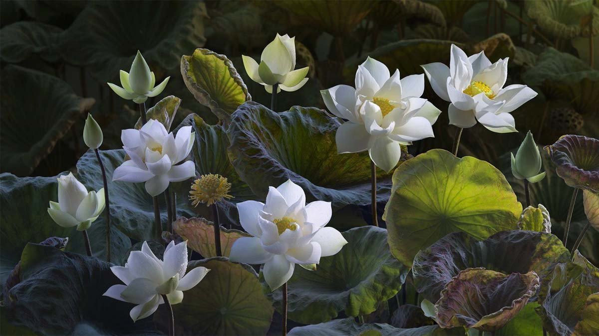 Ảnh nền đầm hoa sen bao la cho desktop