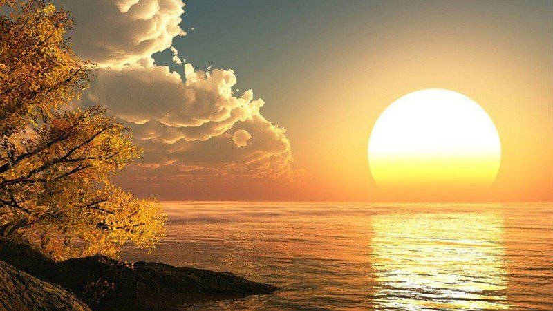 Ảnh nền máy tính bình minh tuyệt đẹp với ánh nắng xuyên qua tán lá, tạo hiệu ứng bokeh