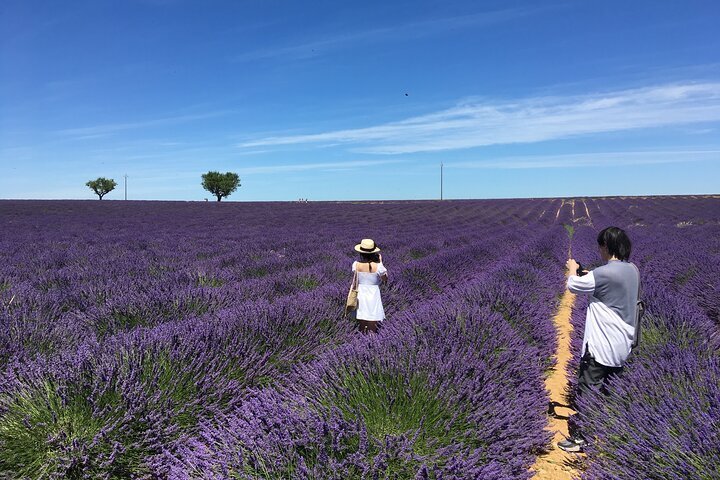 Toàn cảnh cánh đồng hoa oải hương tại Valensole, Pháp, cảnh quan tuyệt đẹp làm hình nền hoa oải hương cho máy tính