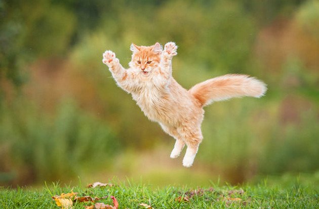 Chú mèo với biểu hiện bất ngờ ở trong khu vườn