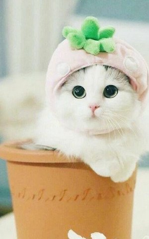 Hình ảnh chú mèo đang ngủ say