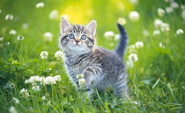 Hình ảnh chú mèo ngơ ngác trong vườn