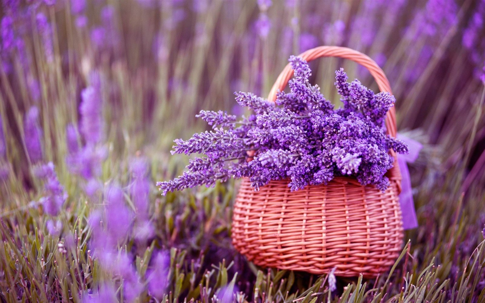 Hình nền máy tính hoa lavender