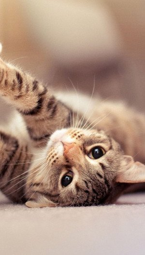 Hình nền chú mèo con dễ thương