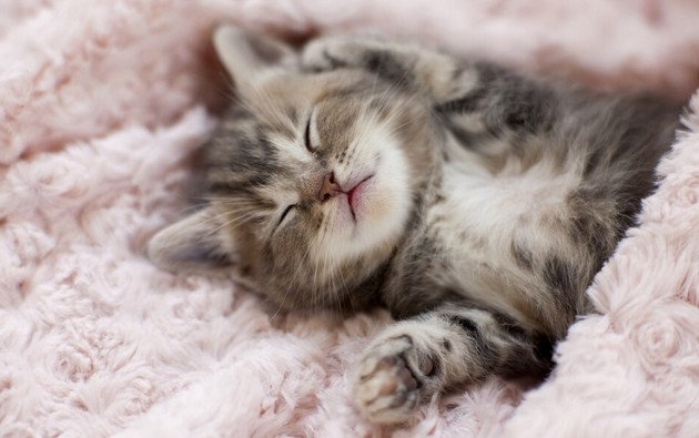 Hình nền chú mèo đang ngủ rất phê