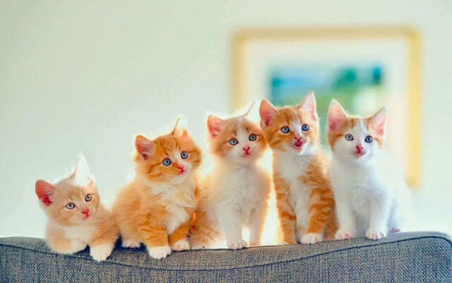Hình Nền Con Mèo Cho Máy Tính: Đẹp, Độc Đáo & Cute