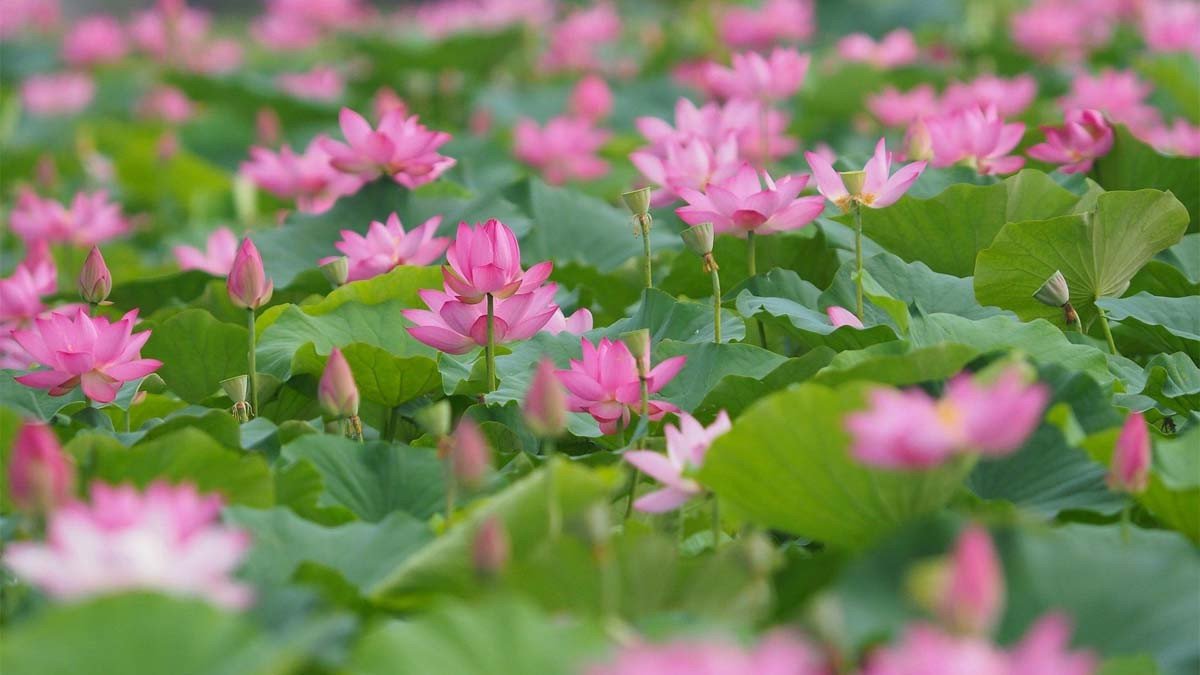 Hình nền đầm hoa sen với lá xanh tươi cho máy tính
