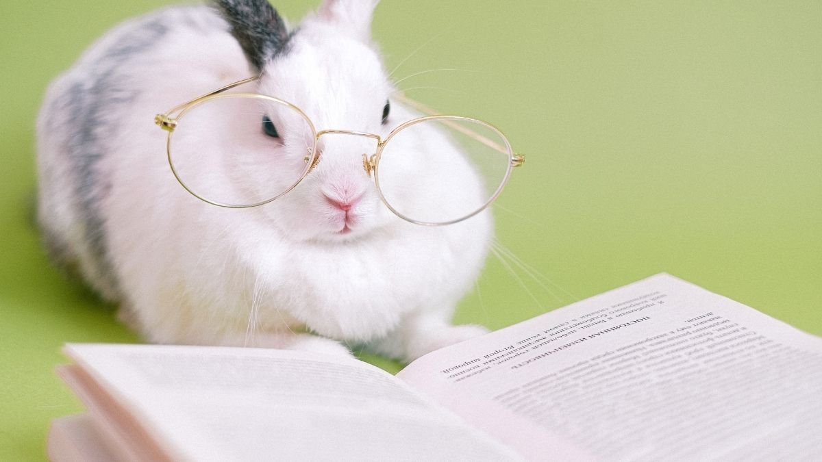 Hình nền máy tính 4K đẹp nhất thỏ con