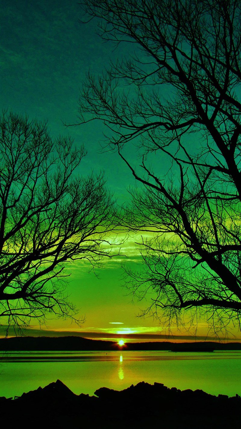 Hình nền điện thoại bình minh với những tia nắng đầu tiên xuyên qua hàng cây