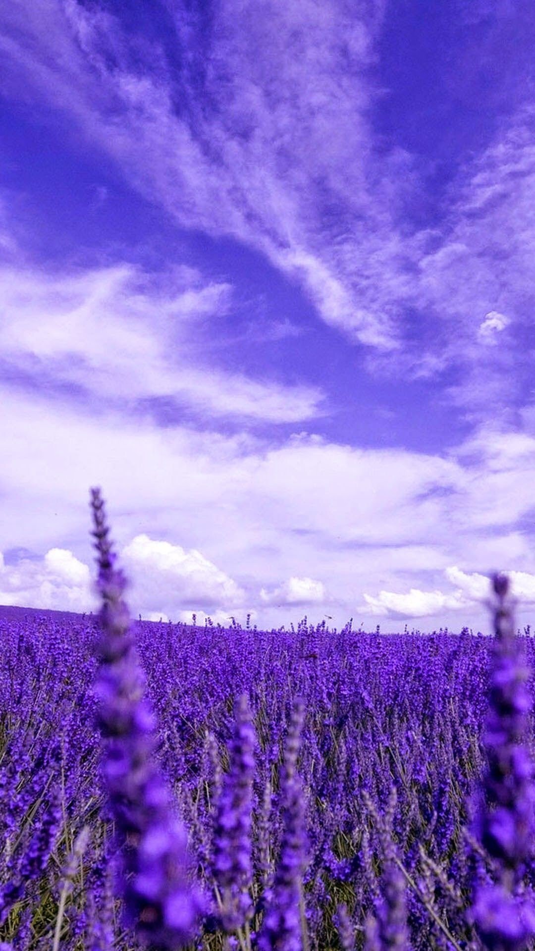 Hình nền máy tính hoa lavender