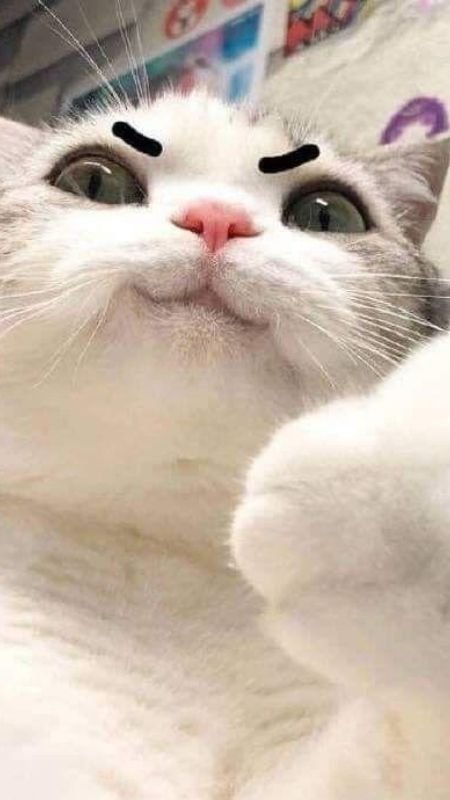 Hình nền điện thoại hài hước với meme chú chó cười