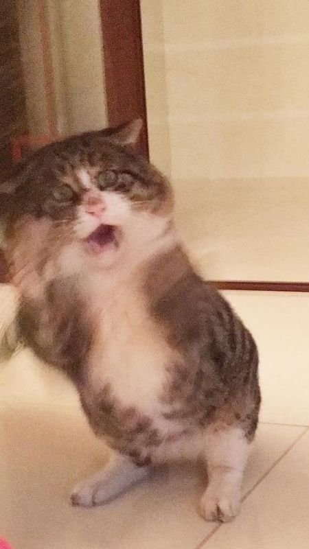 Ảnh nền điện thoại hài hước với biểu cảm 'mèo khó ở'