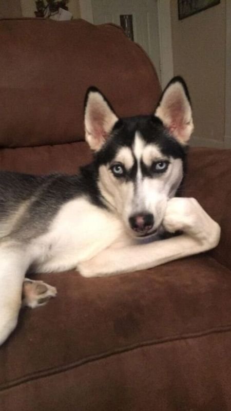 Hình nền điện thoại hài hước chó mèo ôm nhau