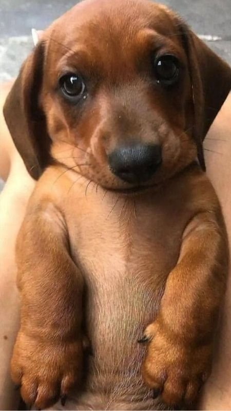 Ảnh nền điện thoại hài hước chú chó đội mũ Noel