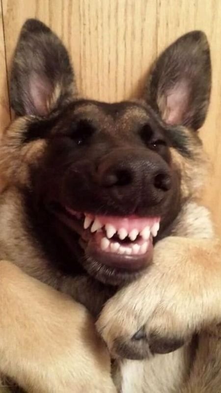 Hình nền điện thoại hài hước với chú chó Shiba đội nón chuối