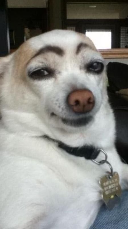 Ảnh nền điện thoại hài hước chú chó ngước nhìn bầu trời