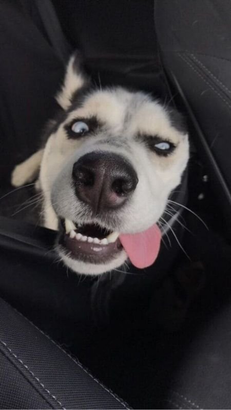 Background điện thoại hài hước chú chó đeo kính râm và chuỗi vàng