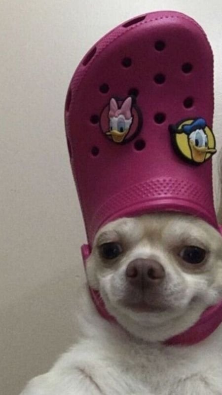 Hình nền điện thoại hài hước chú mèo đội mũ xanh