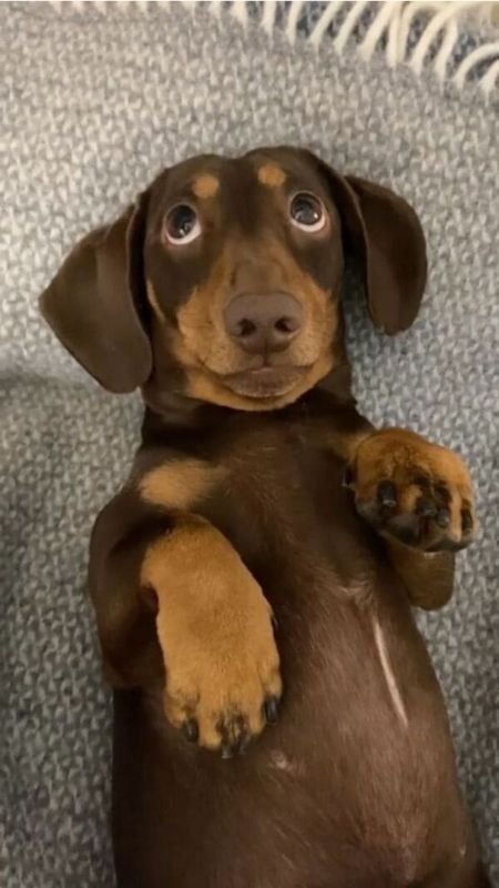 Ảnh nền điện thoại hài hước chú chó với khuôn mặt 'cà khịa'