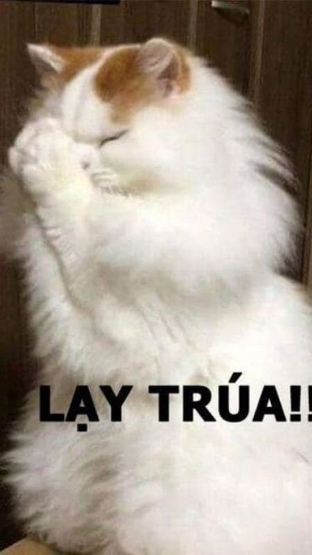 Ảnh nền điện thoại hài hước chú mèo nằm dài trên bàn phím