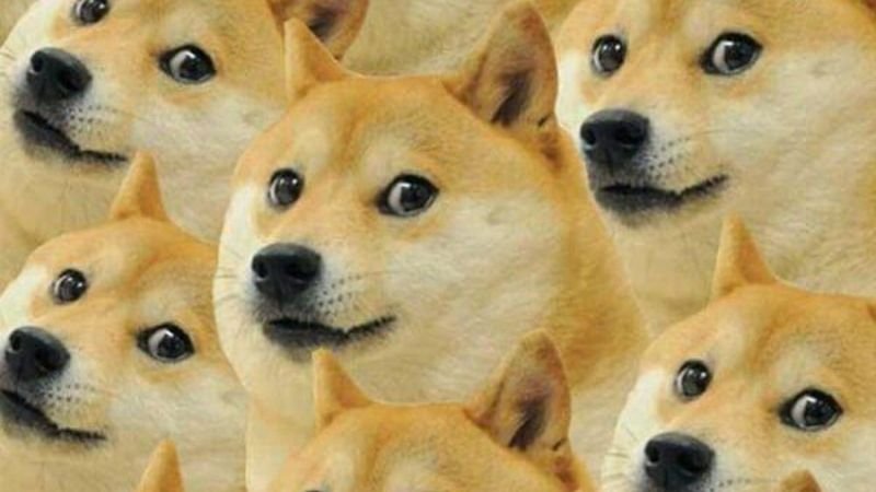 Ảnh nền máy tính hài hước với loạt chú chó có biểu cảm khó đỡ