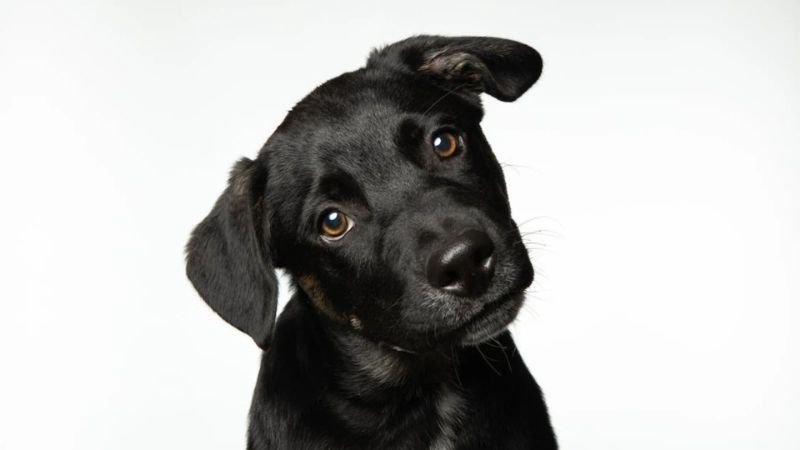 Background máy tính hài hước với khuôn mặt chó mực biểu cảm 'bựa'