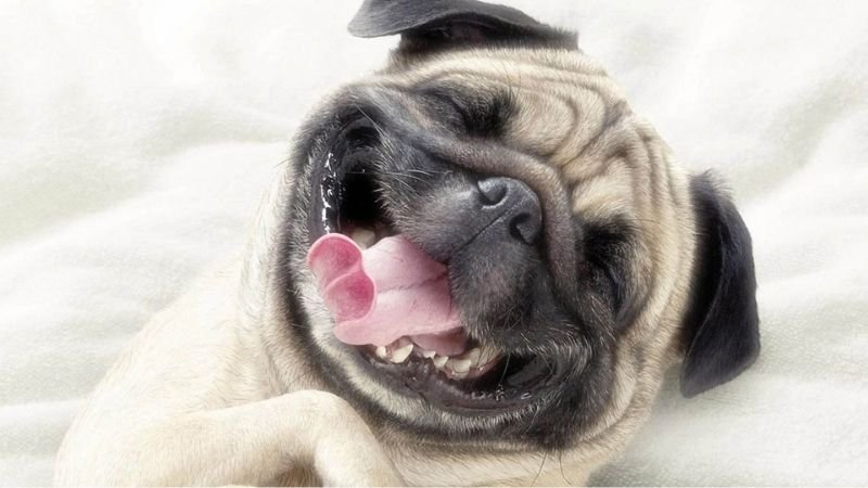 Background máy tính hài hước chú chó nhắm mắt ngủ ngon lành