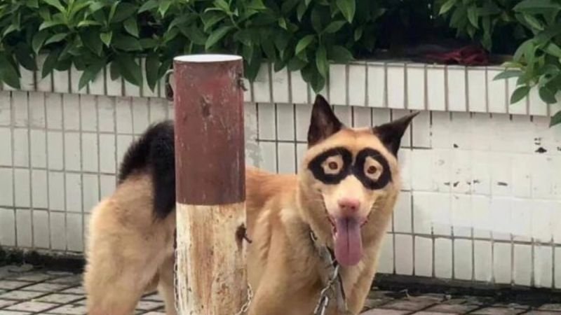 Background máy tính hài hước chú chó bị vẽ thêm mắt