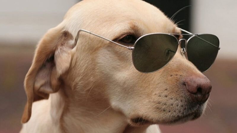 Hình nền máy tính hài hước chú chó đeo kính râm thời trang
