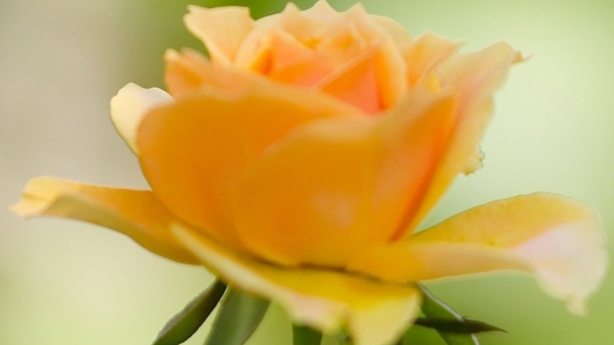 Hình nền hoa hồng vàng 3D với hiệu ứng ánh sáng cho máy tính