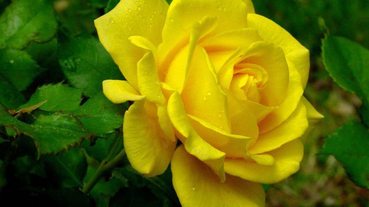 Hình nền hoa hồng vàng 3D nổi bật cho màn hình máy tính