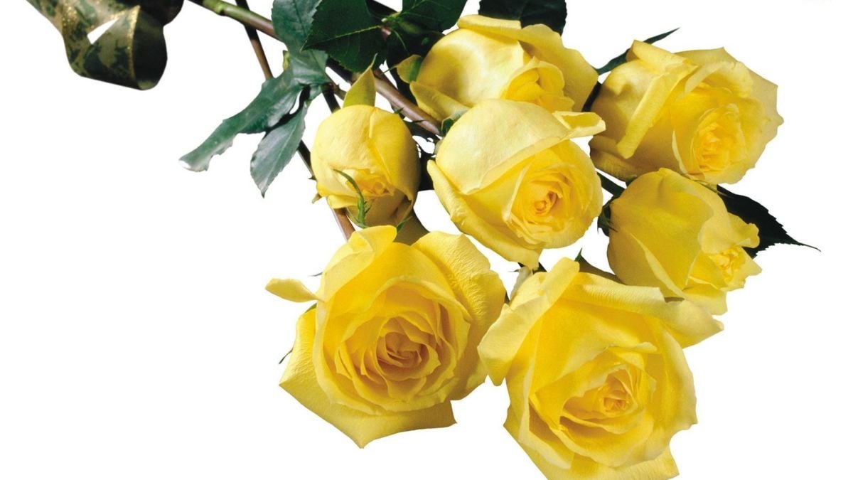 Hình nền hoa hồng vàng 3D sắc nét dưới ánh đèn cho desktop