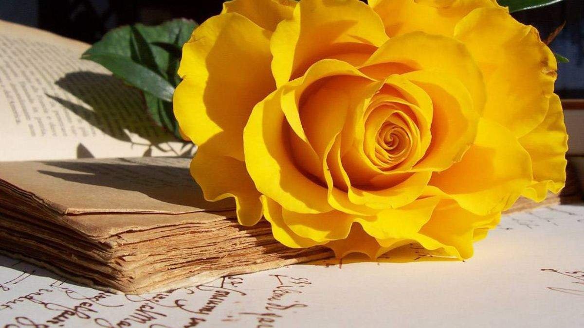 Hình nền hoa hồng vàng 3D nghệ thuật cho máy tính làm việc