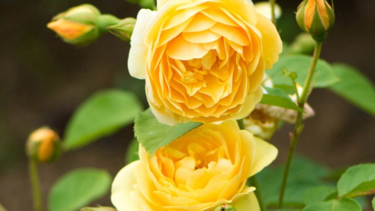 Hình nền hoa hồng vàng 3D với hiệu ứng ánh nắng cho desktop