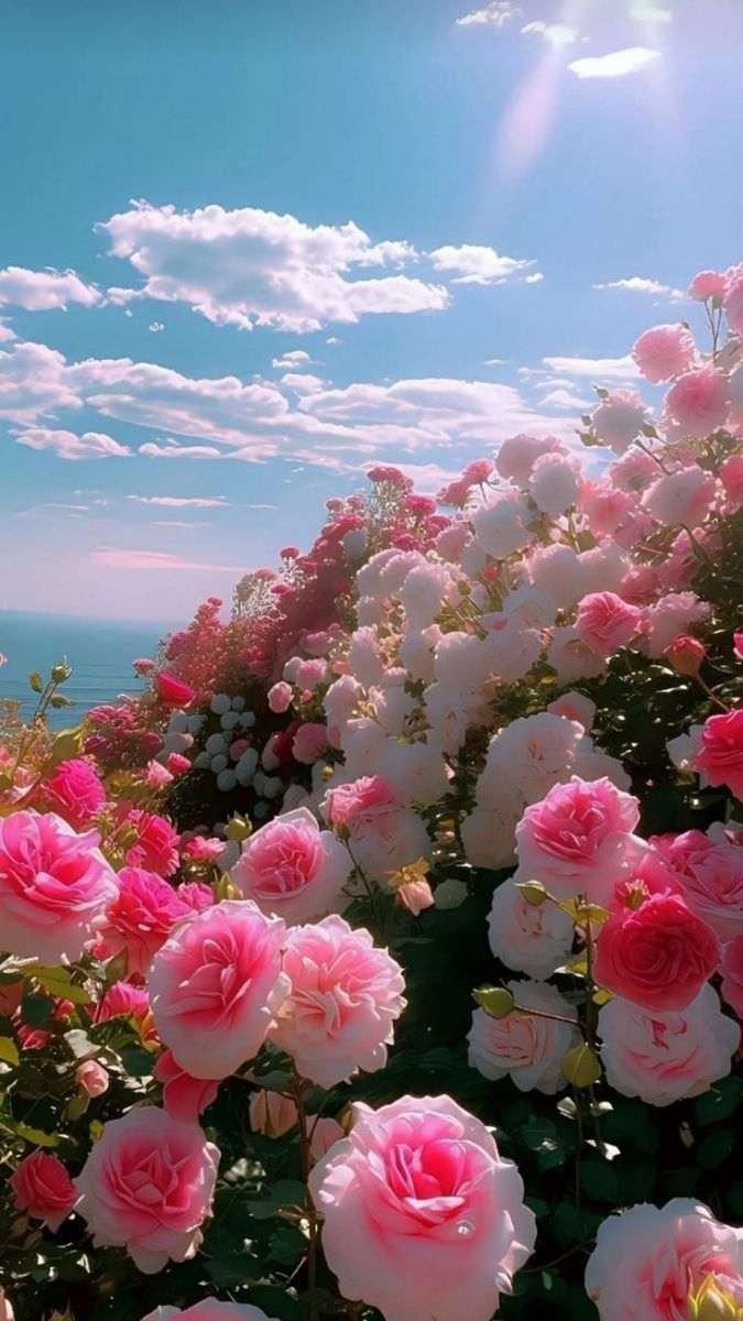 Hình nền hoa hồng pastel dịu dàng cho máy tính xách tay