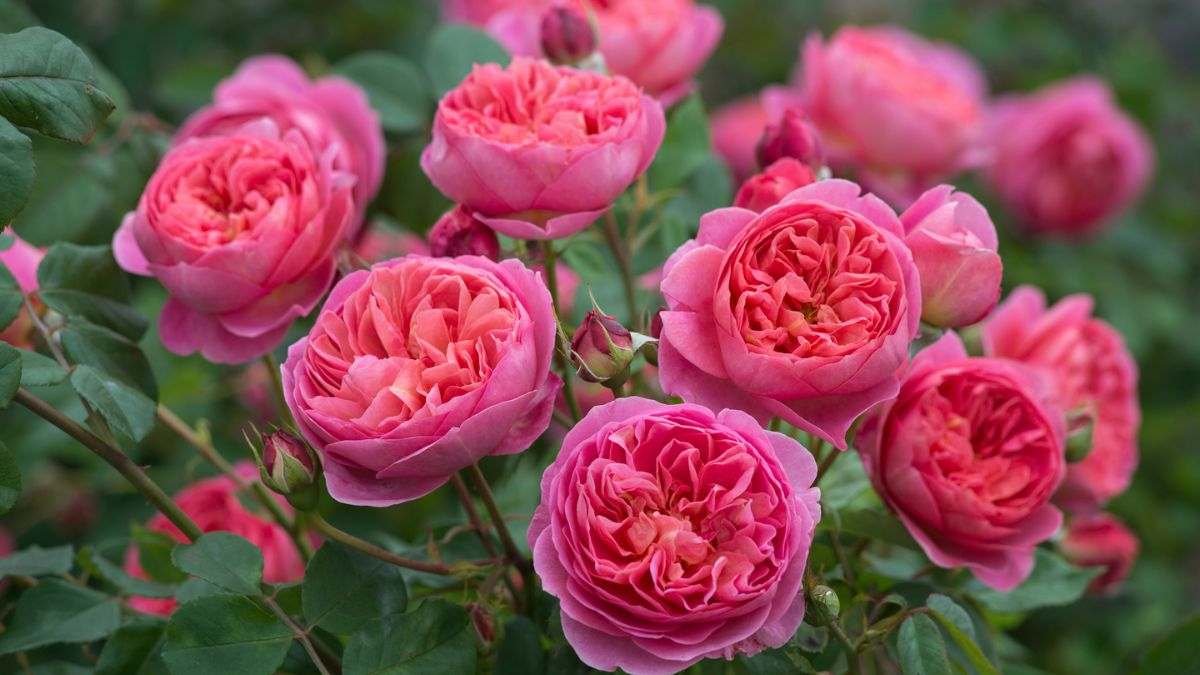 Hình nền hoa hồng vàng 3D với hiệu ứng ánh sáng nổi bật cho máy tính