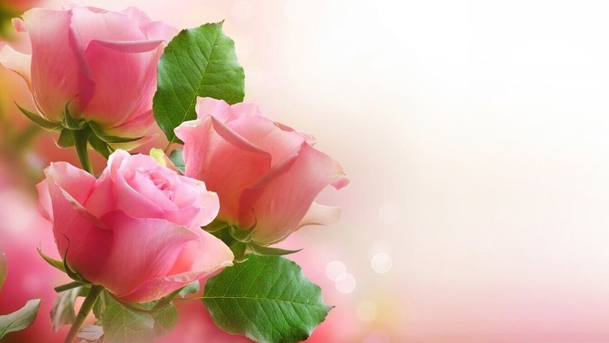 Hình nền hoa hồng vàng 3D hiện đại và tinh tế cho máy tính