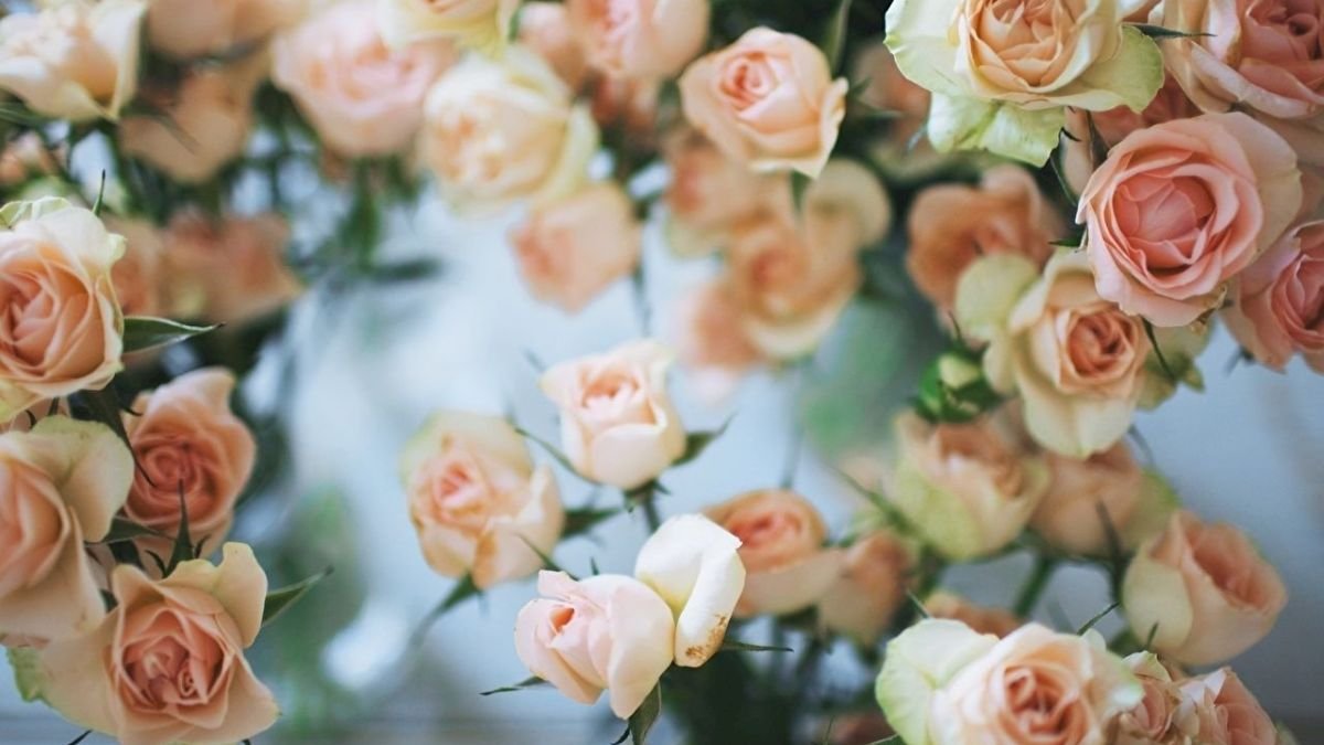 Hình nền hoa hồng 3D lấp lánh chuyển động cho màn hình máy tính