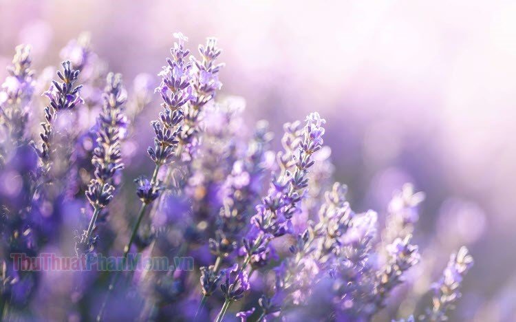 Hình nền máy tính hoa lavender