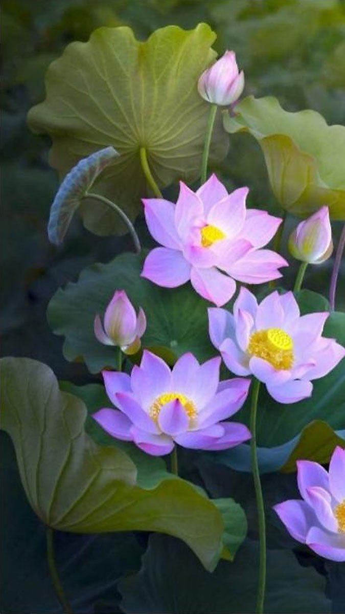 Hinh nen dien thoai hoa Sen 3D dep