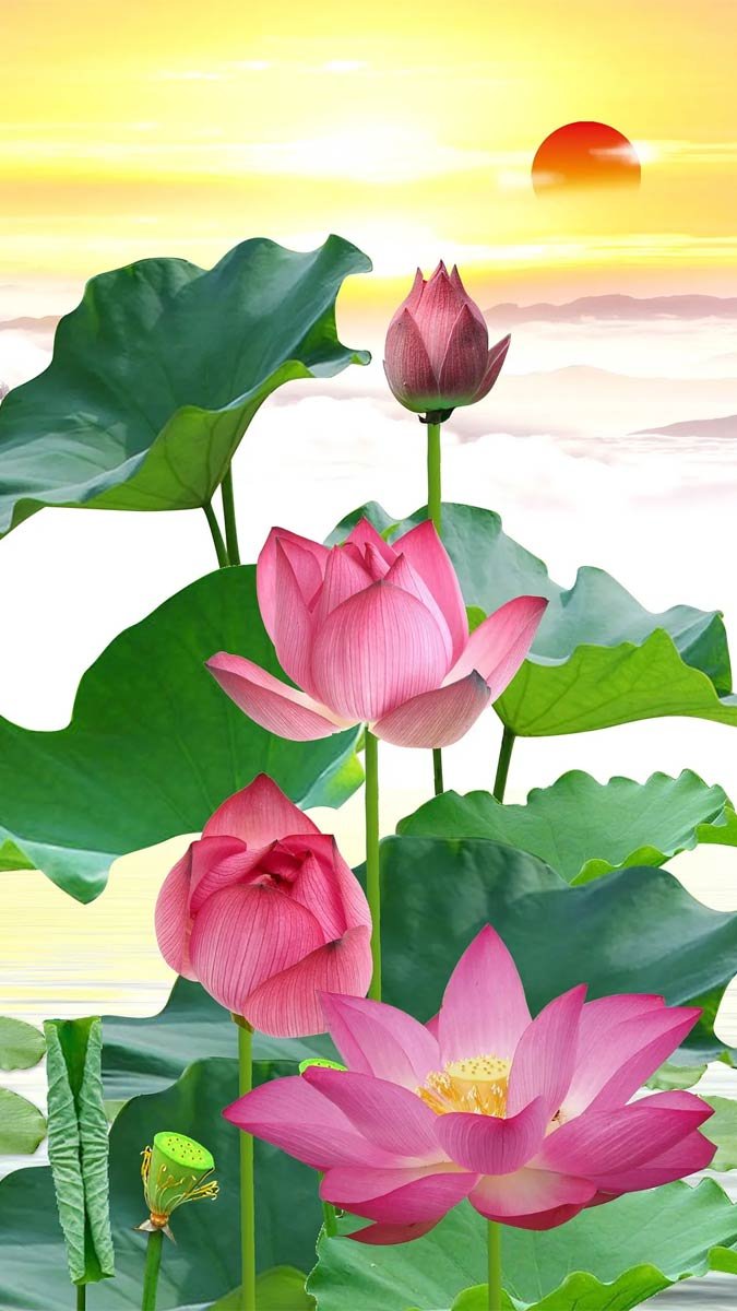 Hình nền hoa sen thuần khiết cho desktop