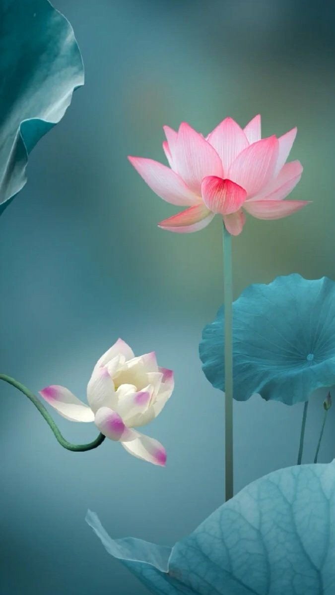 Hình nền hoa sen 3D mơ màng cho máy tính