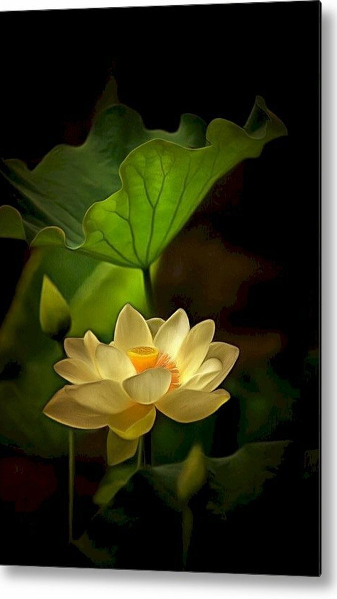 Hình nền hoa sen độc đáo cho máy tính