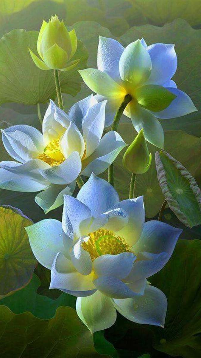 Ảnh nền hoa sen 3D tinh tế cho máy tính