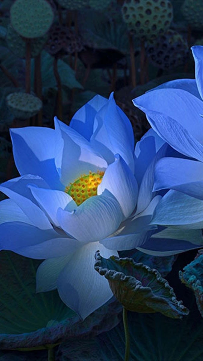 Hình nền hoa sen 3D màu xanh tươi mát cho máy tính