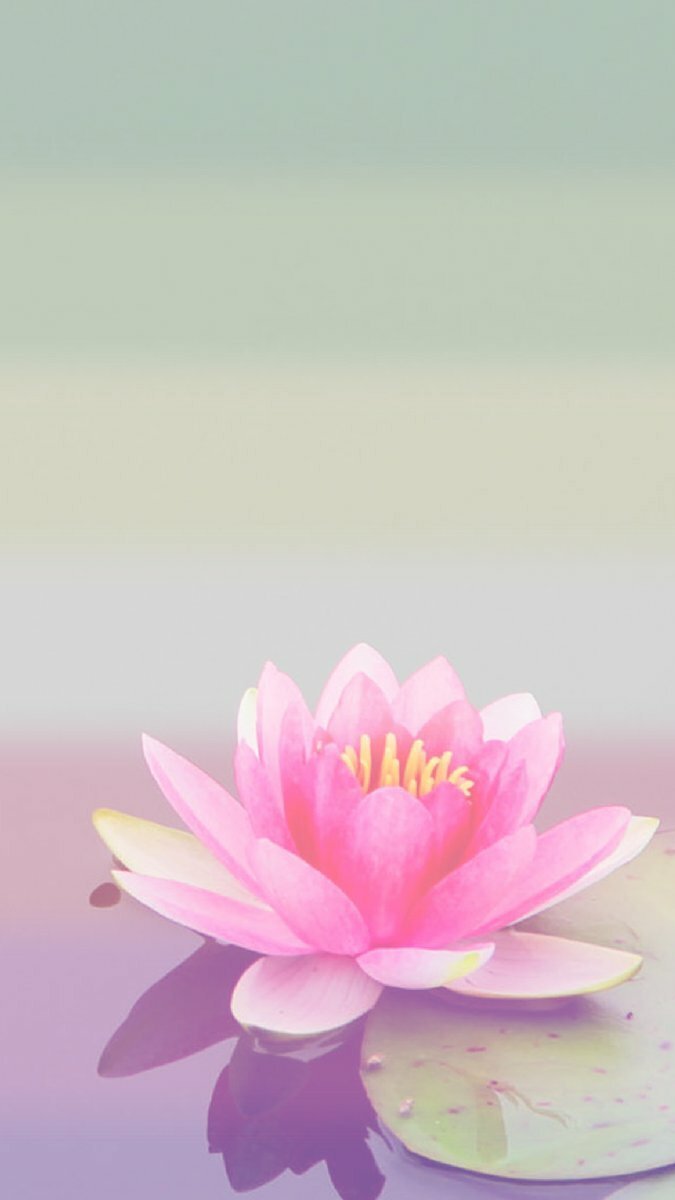 Hình nền hoa sen 3D sống động cho máy tính