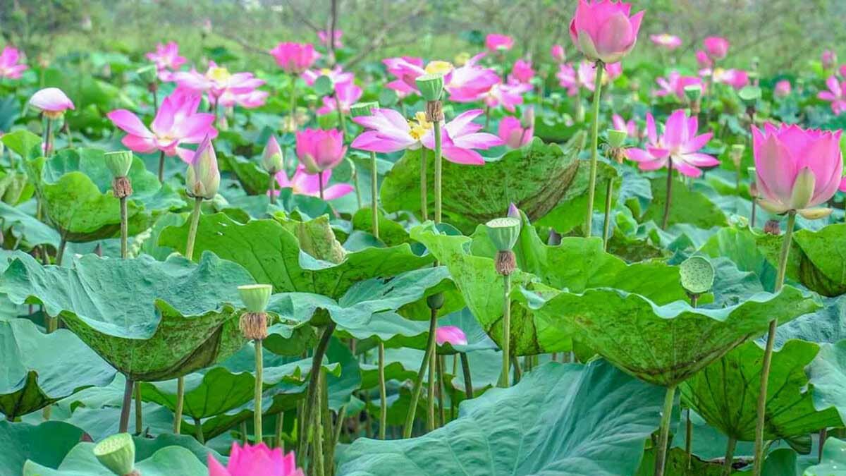 Hình nền đầm hoa sen 4K với mặt nước lung linh cho máy tính